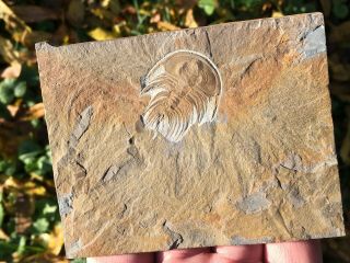 Rare Trilobite Gabriellus 100 Natural Cambrian Canada Fossil Aeons
