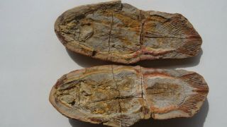 Coelacanth Fish Fossil Trias 250 Mio Madagascar (co - 145 / 2678)