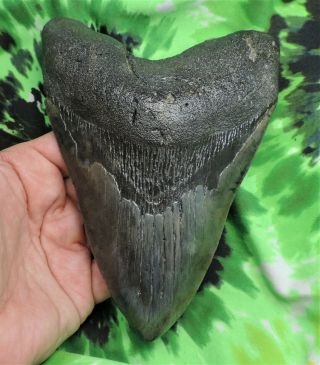 Megalodon Sharks Tooth 5 15/16  Inch Fossil Sharks Teeth Tooth