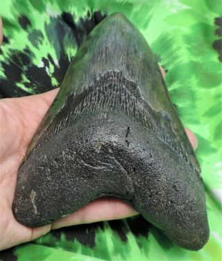 Megalodon Sharks Tooth 5 15/16  inch fossil sharks teeth tooth 3