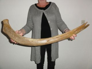 Large Rib Of A Woolly Mammoth,  Fossil Ice Age Pleistoceen