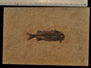 Fossil Fish - Phareodus Sp.  From Wyoming