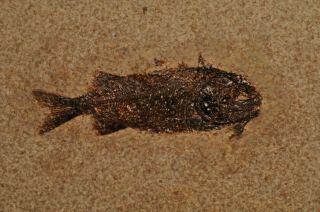 Fossil fish - Phareodus sp.  from Wyoming 2