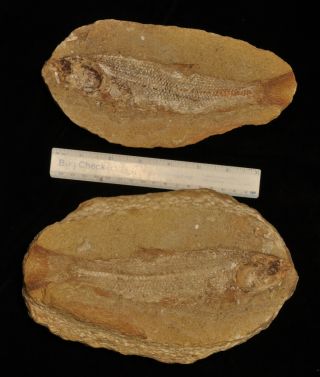 Fossil Fish - Brannerion Sp From Brazil