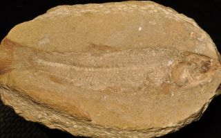 Fossil fish - Brannerion sp from Brazil 2