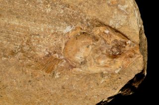 Fossil fish - Brannerion sp from Brazil 3