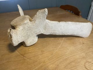 Vintage Whale Vertebrae Fossil Roughly 20”x14”x9”