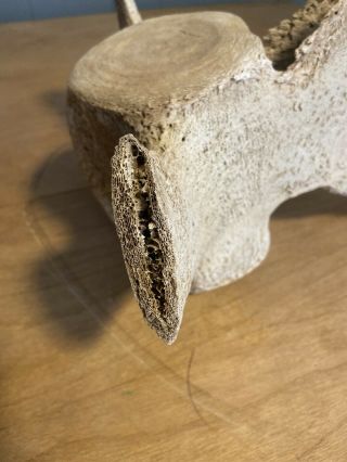 Vintage Whale Vertebrae Fossil Roughly 20”x14”x9” 2