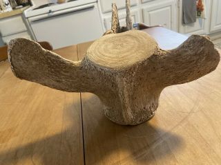 Vintage Whale Vertebrae Fossil Roughly 20”x14”x9” 3