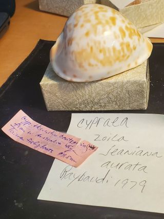 Cypraea zoila jeaniana aurata,  Raybaudi 1979,  W.  Australia,  77mm 2