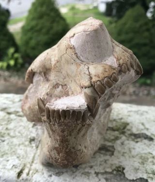 Stunning Museum Grade Fossil Mammal.  Post Dinosaur Oligocene Oreodont Skull