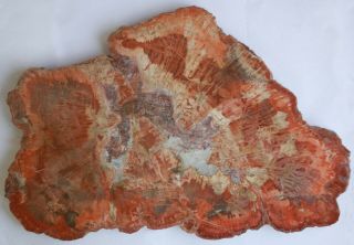 Very Large,  Red,  Polished Arizona Petrified Wood Round - Schilderia
