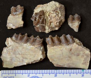 Rare Miohippus Jaw Section,  Early Large Horse Fossils,  South Dakota,  H514