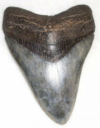 Complete 4 9/16 " Fossil Megalodon Shark Tooth