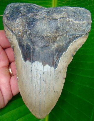 Megalodon Shark Tooth 5 & 3/8 In.  Huge Size - Real Fossil - No Restorations