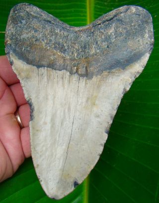 Megalodon Shark Tooth 5 & 3/8 in.  HUGE SIZE - REAL FOSSIL - NO RESTORATIONS 2