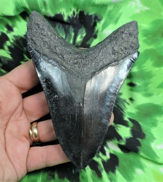 Megalodon Sharks Tooth 4 7/8  Inch No Restorations Fossil Sharks Teeth Tooth