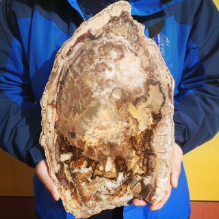 7.  832lb Natural Petrified Wood Fossil Crystal Polished Slice Madagascar