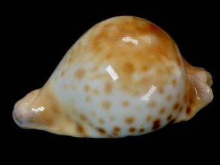 Seashell,  Cowry,  Cypraea Capricornica 2
