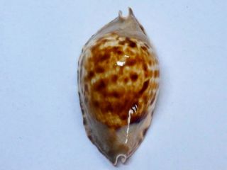 Seashell,  Cowry,  Cypraea Marginata Consueta