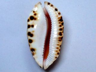 Seashell,  Cowry,  Cypraea Marginata Consueta 2