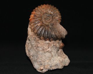 Ammonite Tetrahoplites Rossicus Gastropod Bivalve Fossil Kazakhstan