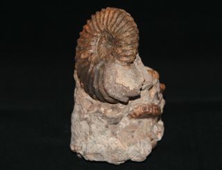 Ammonite Tetrahoplites rossicus gastropod bivalve Fossil Kazakhstan 2