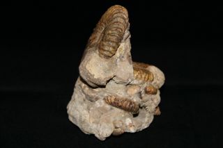 Ammonite Tetrahoplites rossicus gastropod bivalve Fossil Kazakhstan 3