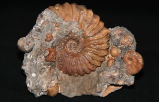 Ammonite Tetrahoplites Sonneratia Gastropod Bivalve Fossil Kazakhstan