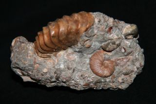 Ammonite Tetrahoplites Sonneratia gastropod bivalve Fossil Kazakhstan 2