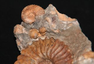 Ammonite Tetrahoplites Sonneratia gastropod bivalve Fossil Kazakhstan 3