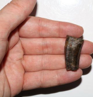 Tyrannosaurus Rex Tooth - Thick Fat - T - Rex Hell Creek Formation Cretaceous