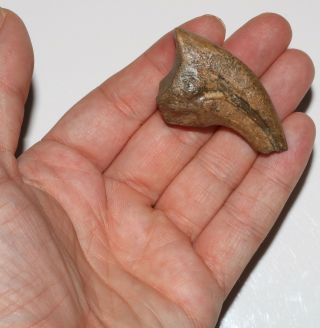 Raptor Claw Dinosaur Fossil - Hell Creek Formation 2 Inch Long Cretaceous Beauty