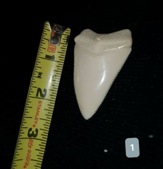 Modern Principle Great White Shark Tooth 2 Inches Plus.  Tooth.