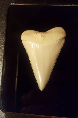 Great White Shark Tooth (2 5/16 ") Museum Quality