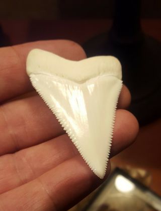 Great White Shark Tooth (2 5/16 