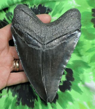 Megalodon Sharks Tooth 5 1/2  Inch No Restorations Fossil Sharks Teeth Tooth