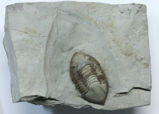 Isotelus Trilobite With Tail Spine Late Ordovician Quebec