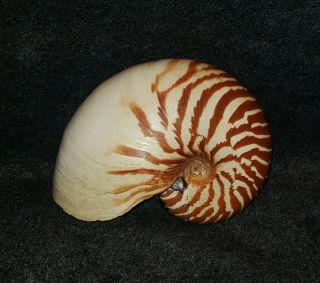 Nautilus Macromphalus.  Rare Now