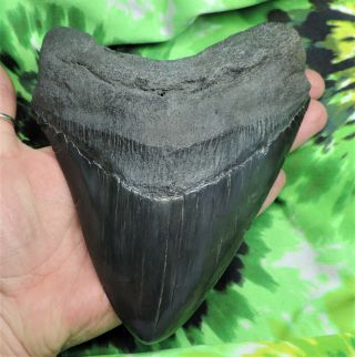 Megalodon Sharks Tooth 6 1/8  Inch Fossil Sharks Teeth Tooth