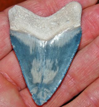 Blue Bone Valley Megalodon Fossil Shark Tooth Florida Teeth Miocene Jaws