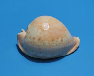 Seashell Cypraea Armeniaca 110.  6mm (016)