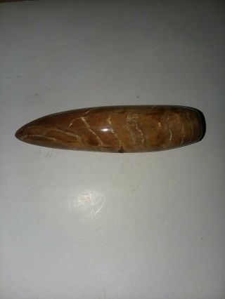 Polished Fossil Sperm Whale Tooth Core 2
