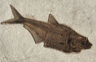 A Fine Fossil Fish Diplomystus Dentatus From The Eocene Of Wyoming