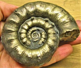 Large Chunky Golden Eoderoceras 86 Mm Jurassic Pyrite Ammonite Fossil Uk Mineral