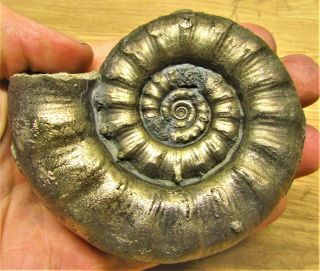 LARGE chunky golden Eoderoceras 86 mm Jurassic pyrite ammonite fossil UK mineral 2