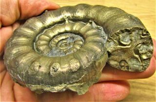 LARGE chunky golden Eoderoceras 86 mm Jurassic pyrite ammonite fossil UK mineral 3