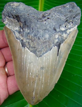Megalodon Shark Tooth 5 & 1/16 - Real Fossil - Serrated - No Restorations