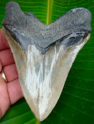 Chubutensis Shark Tooth - Xl 4 & 7/16 In.  Huge - Real Fossil - No Restorations