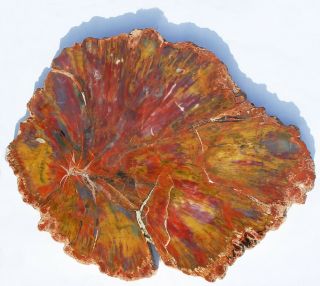 Very Large,  Polished,  Multi - Colored Arizona Petrified Wood Round